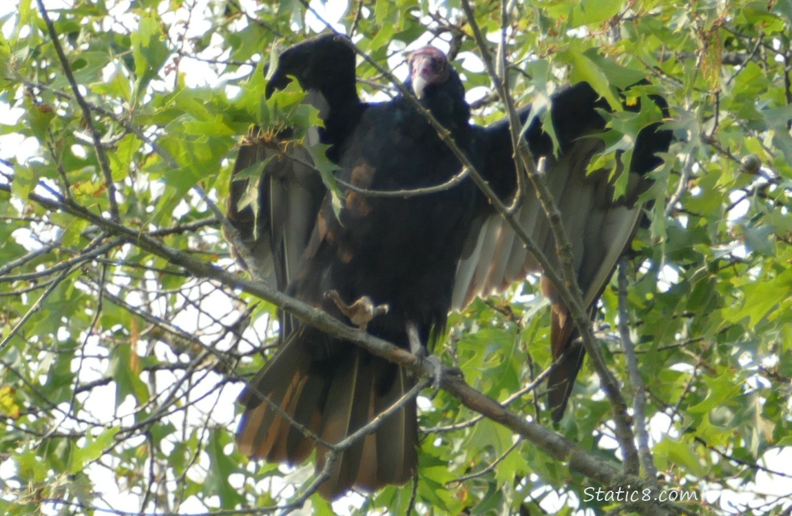 Turkey Vulture standing in a tree