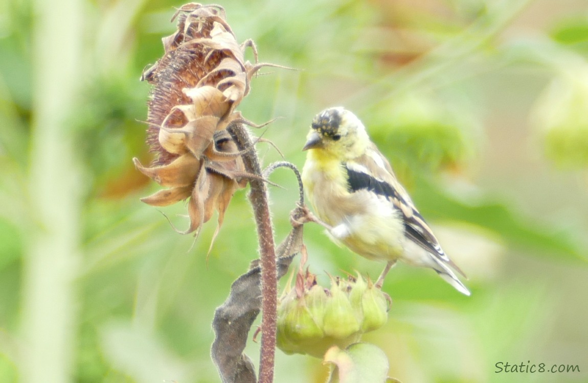 Lesser Goldfinch standing on a small spent sunflower head