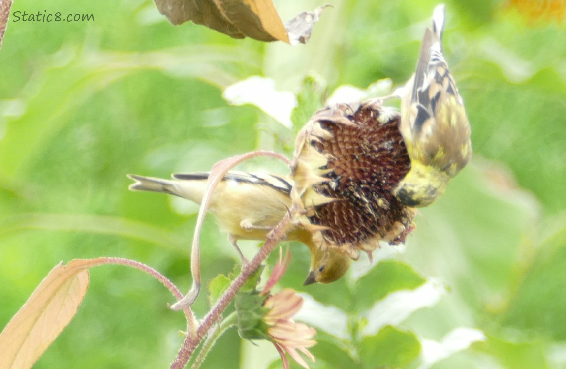 Lesser Goldfinches stanidng on spent sunflowers