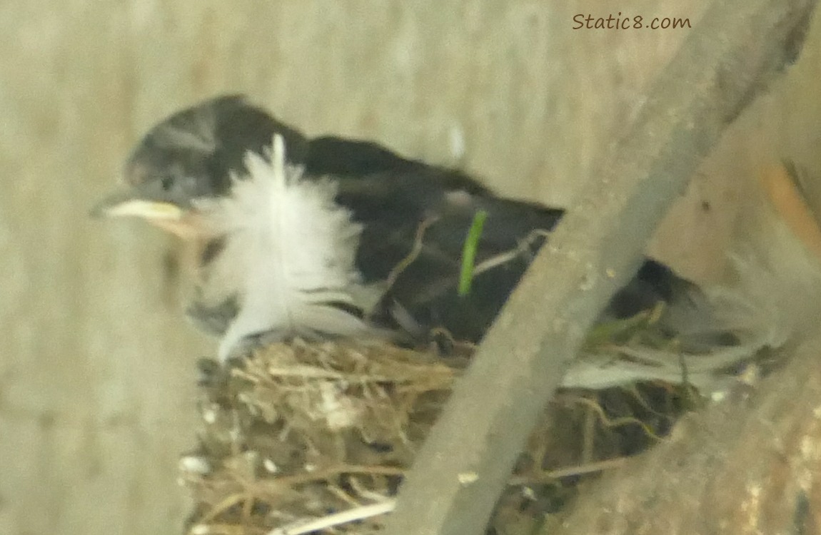 Barn Swallow nestling in the nest