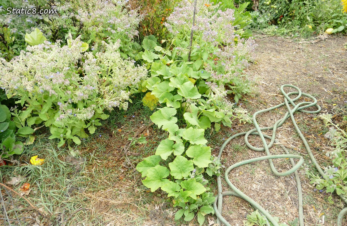 Butternut Squash vine