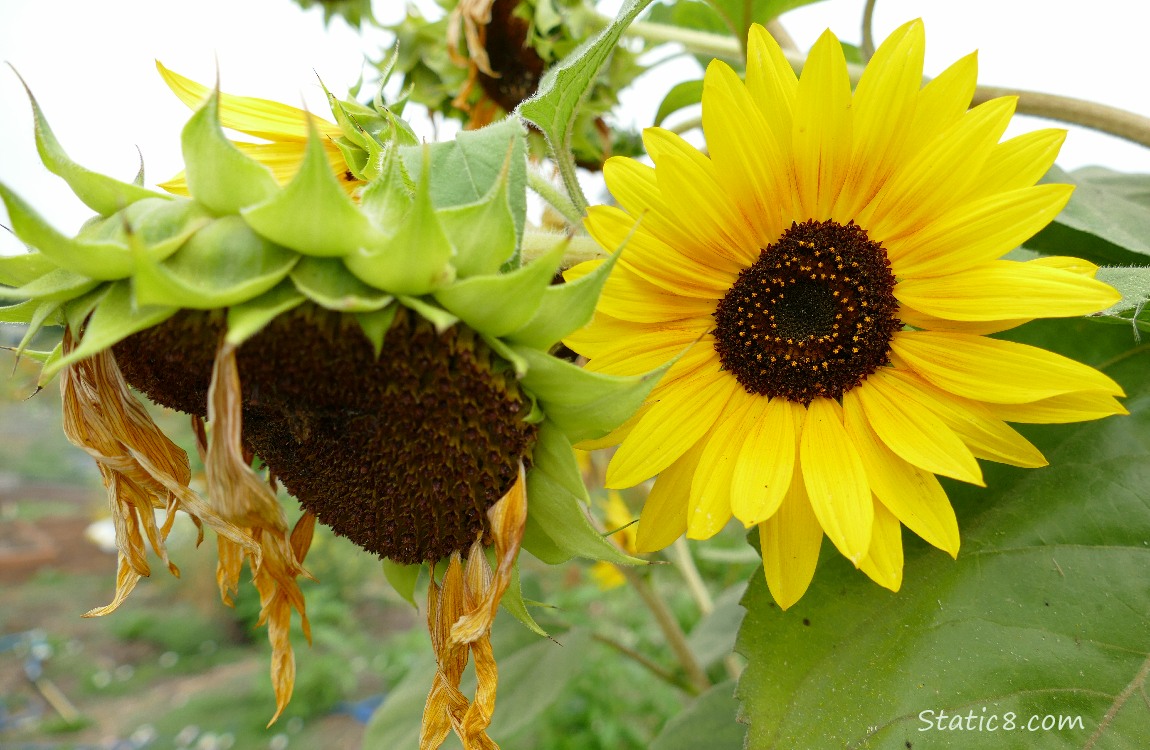 Sunflower blooms