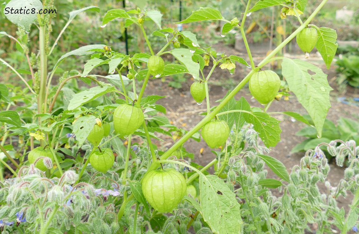 Tomatillos growing on the vine