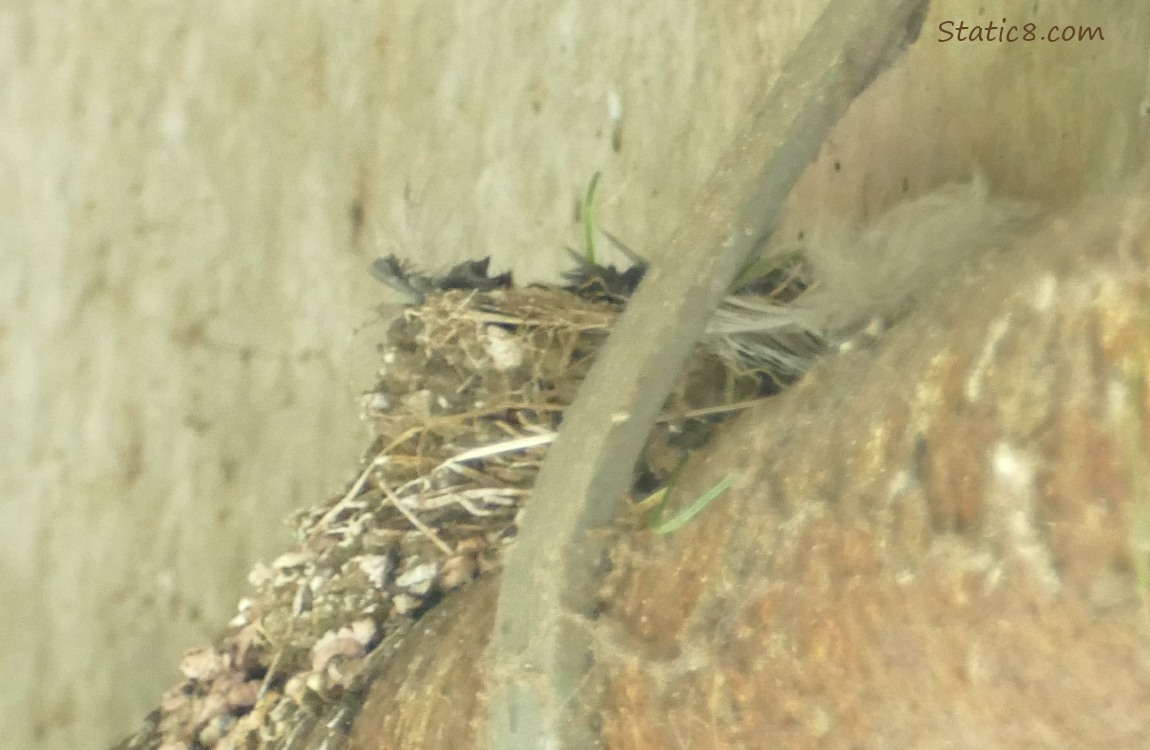 Empty Barn Swallow nest