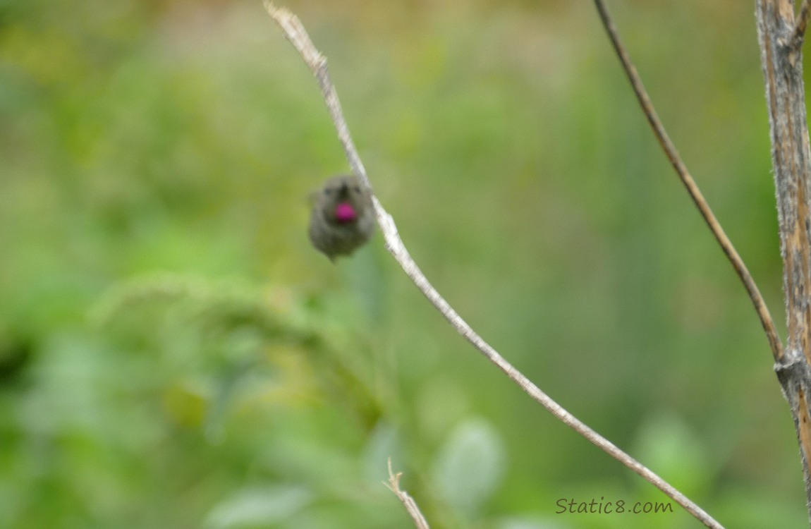 Anna Hummingbird flying towards the camera