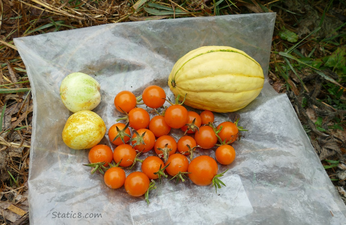 harvest