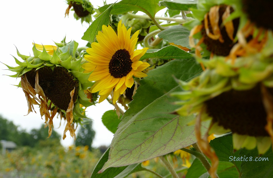 Sunflowers