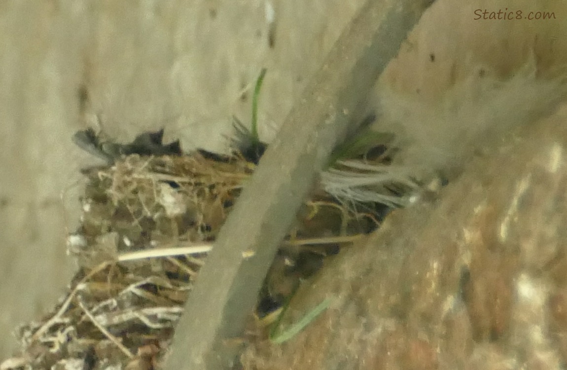 Empty Barn Swallow nest