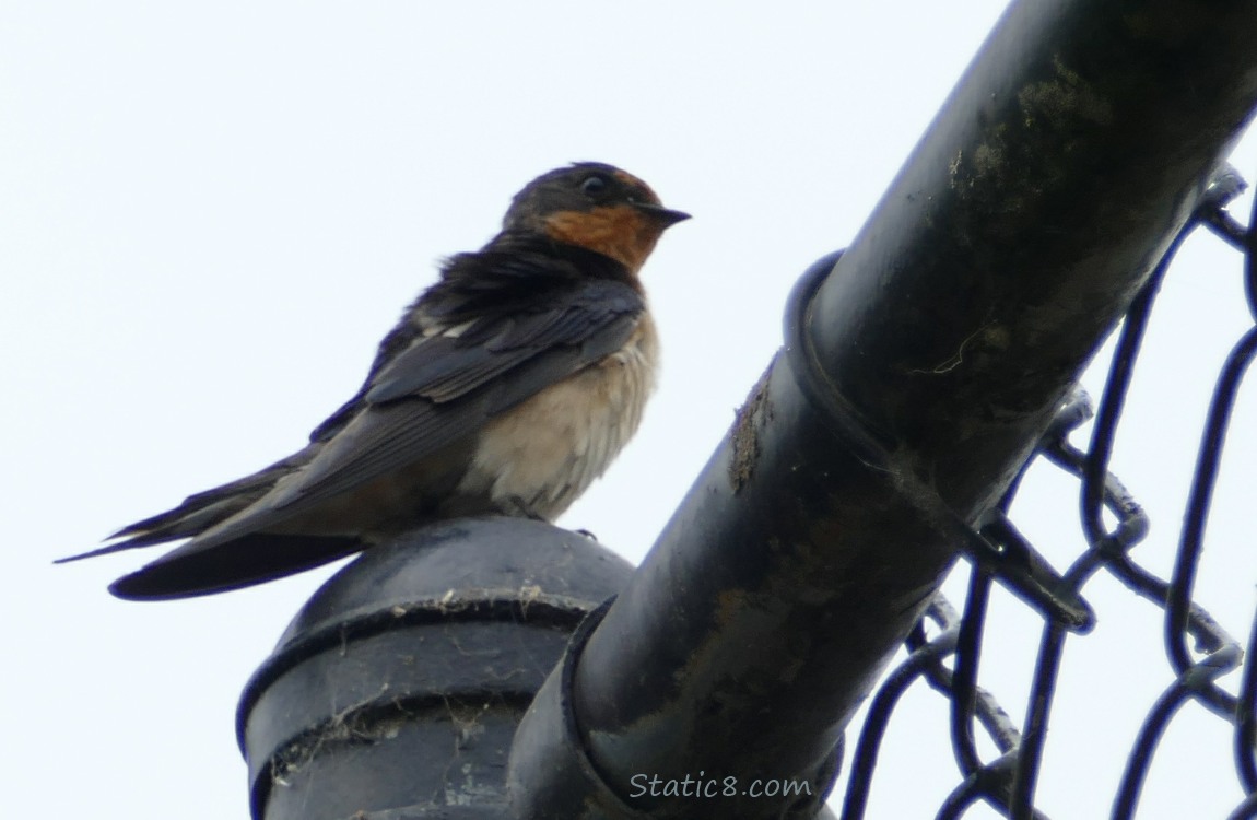 Barn Swallow standing on a fence post