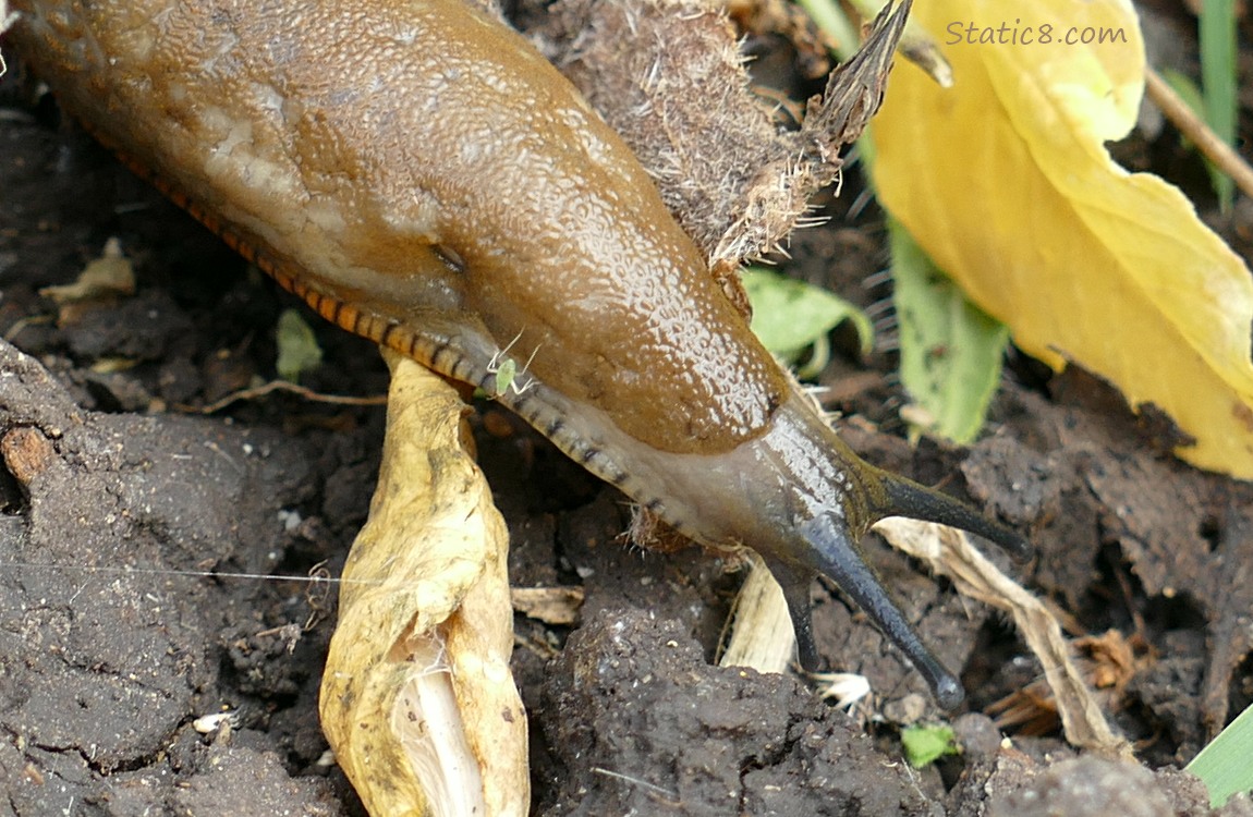 Banana Slug with an Aphid