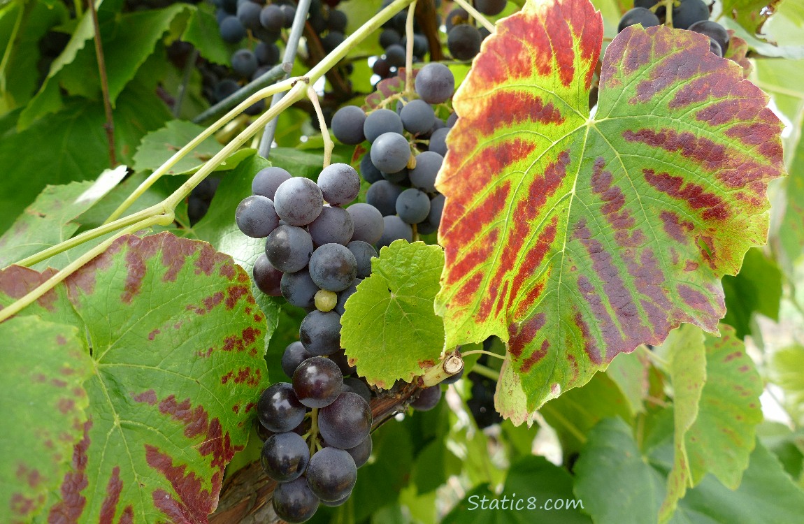 Grapes and leaves on the vine