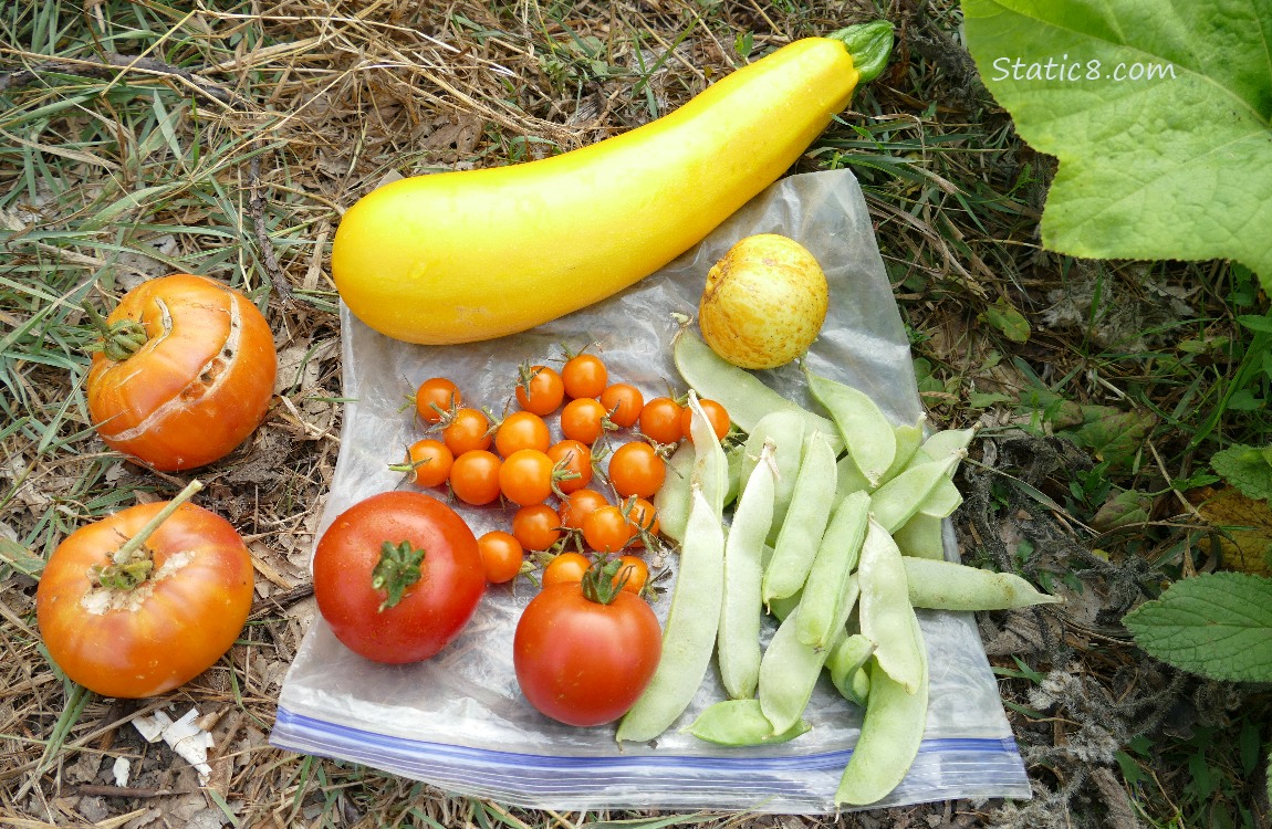 harvest