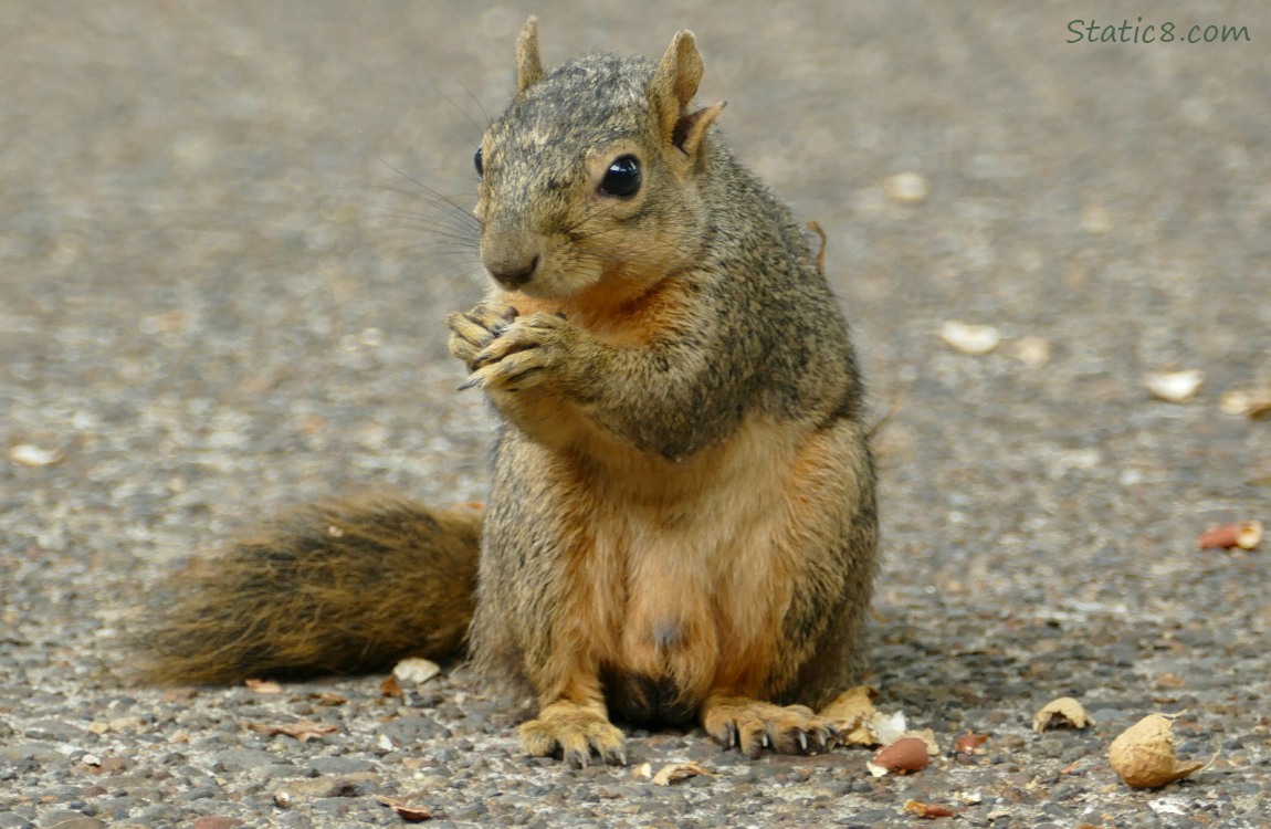 Eastern Fox Squirrel standing on the sidewalk