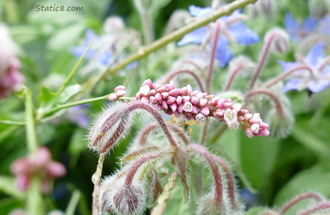 Smart weed bloom with Borage