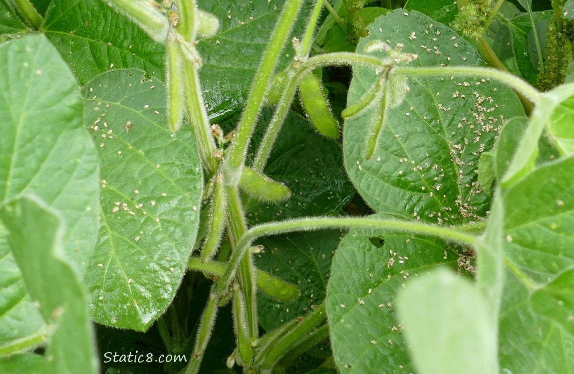 Soybeans growing on the plant