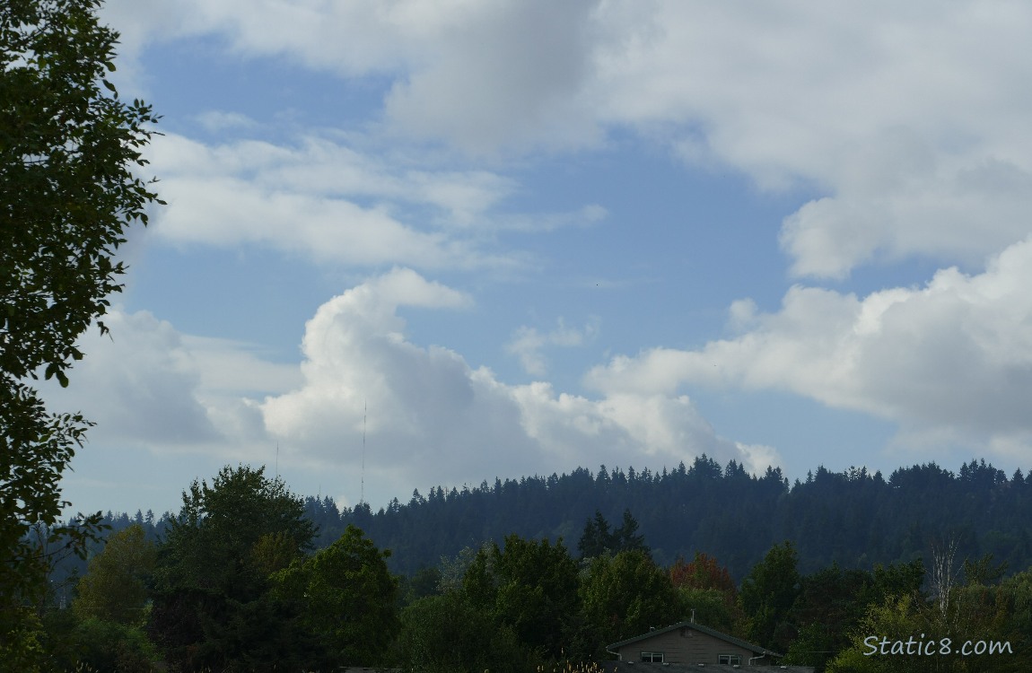 Trees on the hill and clouds in the sky