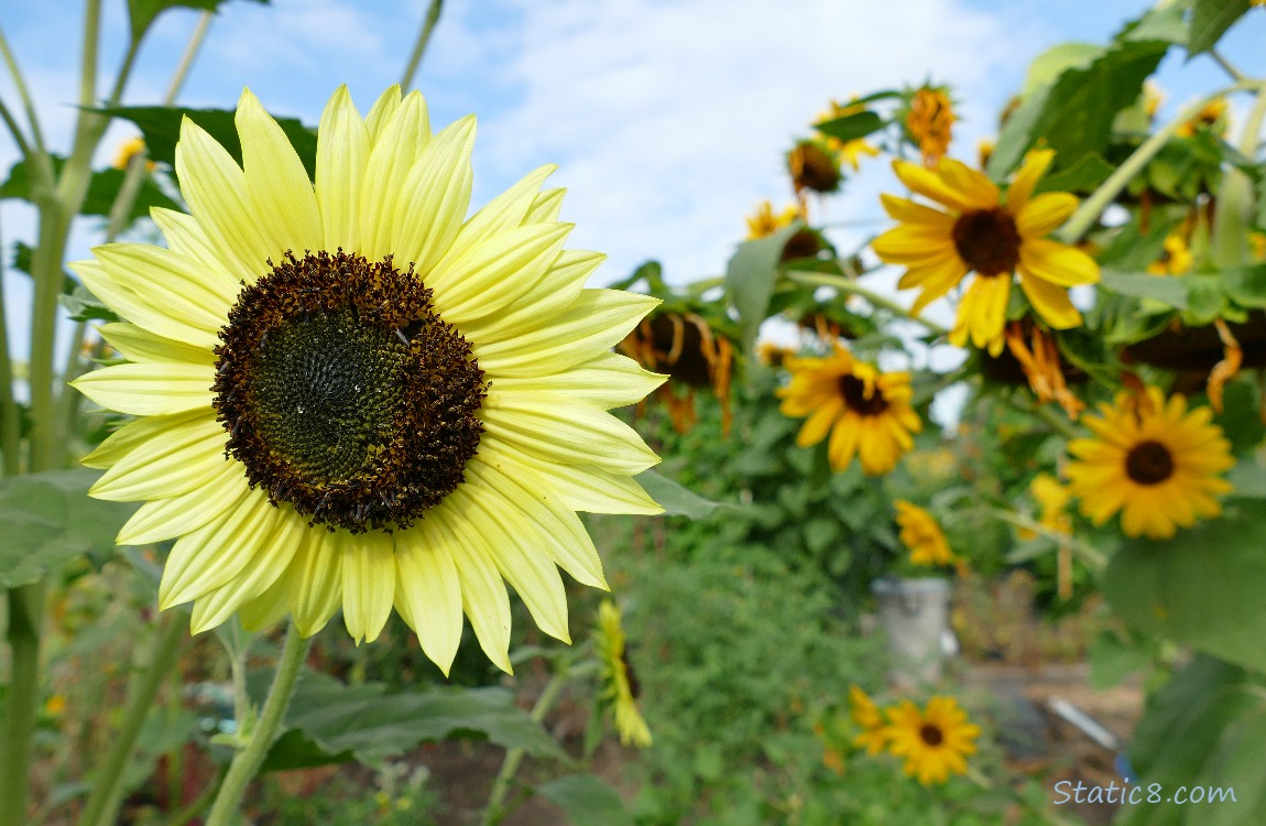 Sunflower blooms