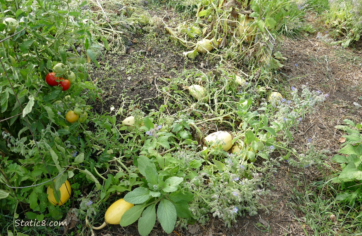 Spaghetti Squashes on the vine