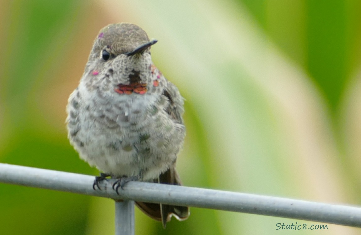 Anna Hummingbird standing on a wire trellis