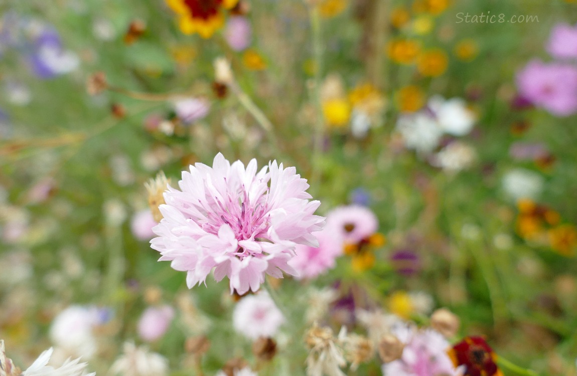 Bachelor Button surrounded with colour inthe background