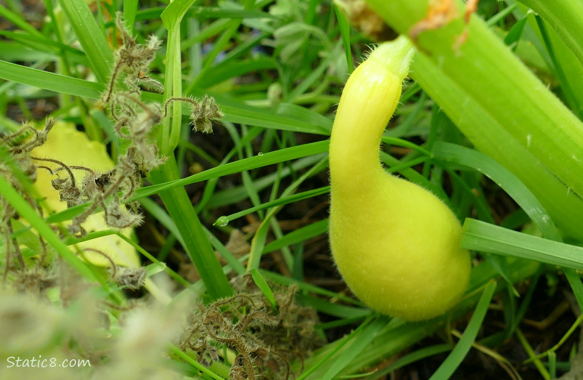 small Crookneck squash, growing on the vine