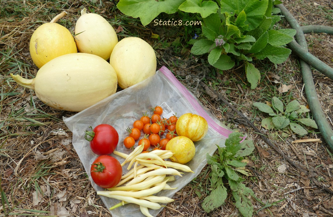 harvest