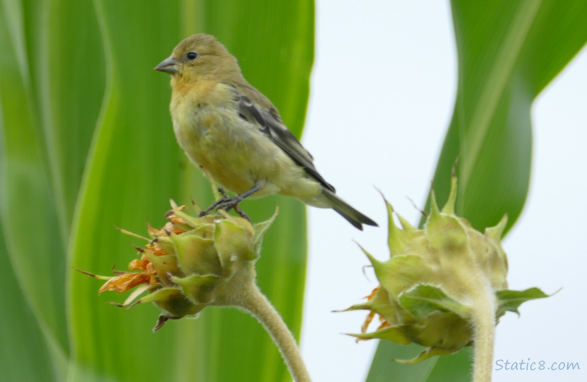 Lesser Goldfinch standing on a small, spent sunflower blossom