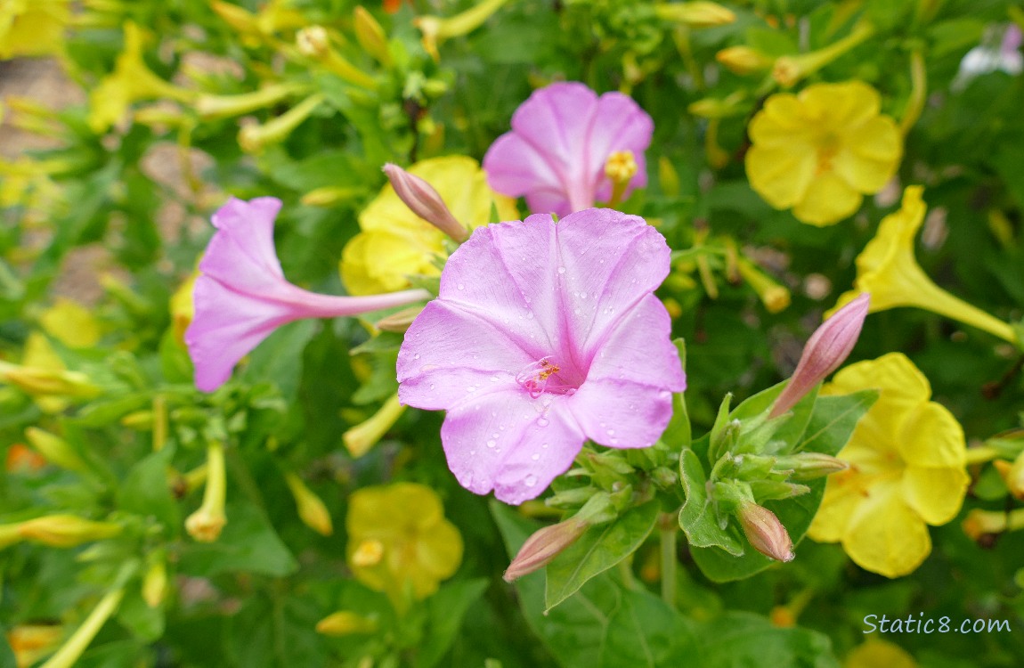 Pink and yellow flowers