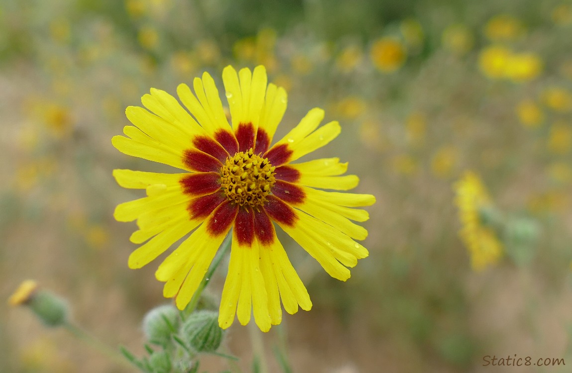 Plains Coreopsis