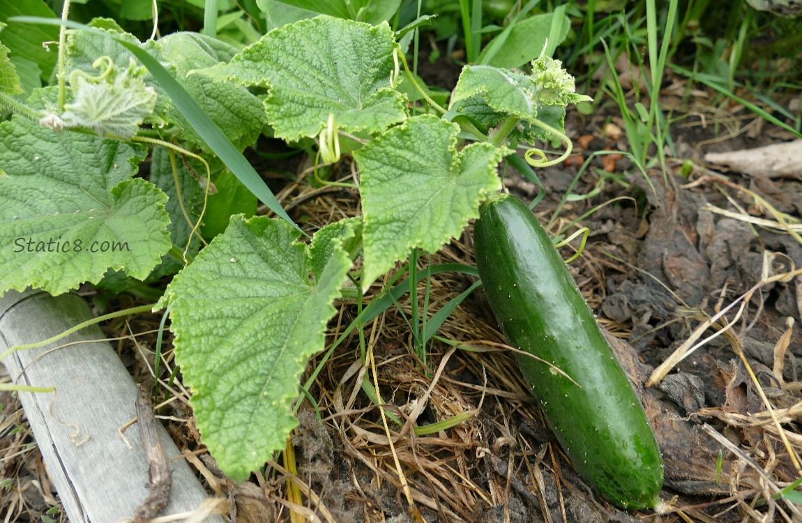 Green Cucumber growing on the vine