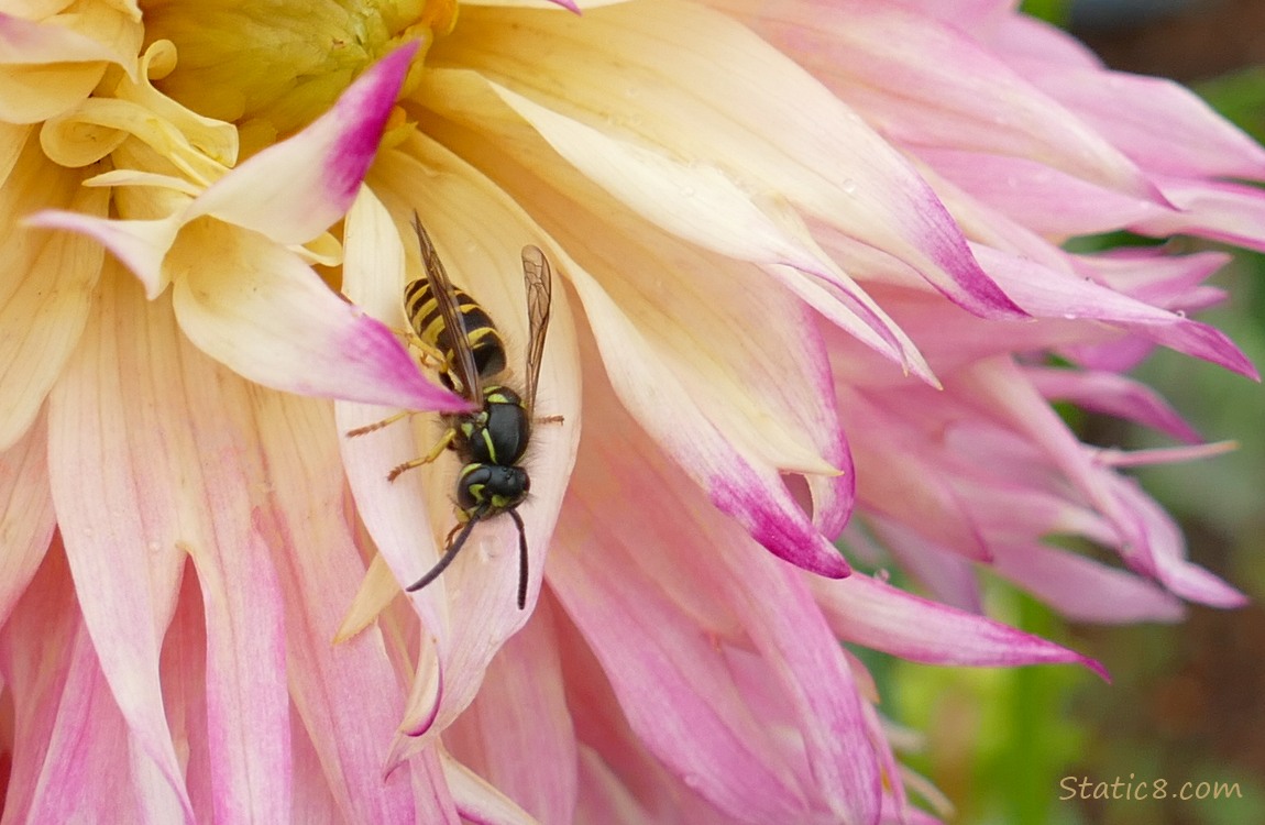 Yellow Jacket on a pink and yellow Dahlia petal