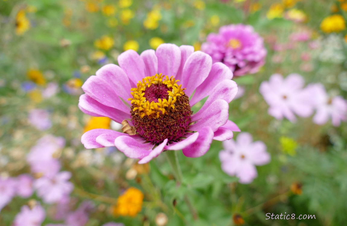 zinnia bloom surrounded with colour in the background