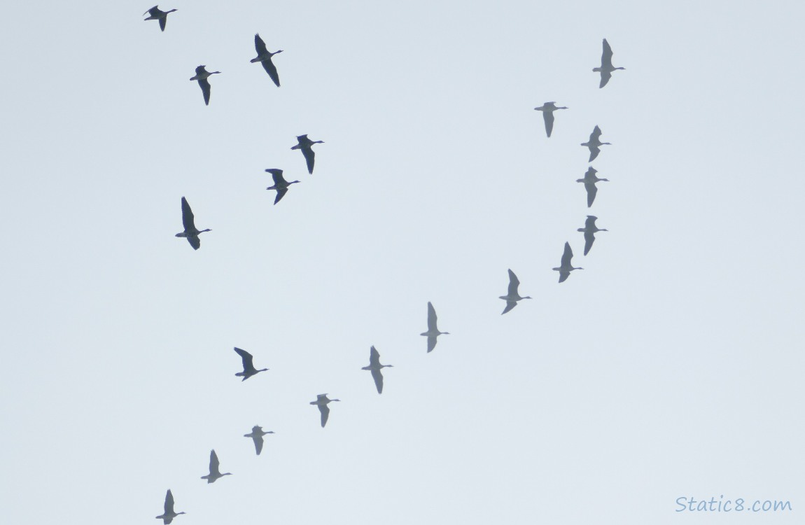 Geese flying in the sky