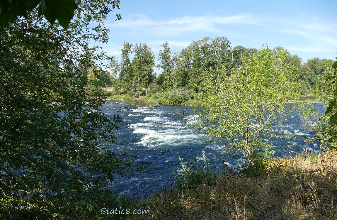 Looking across the river, thru the trees to the trees on the opposite bank