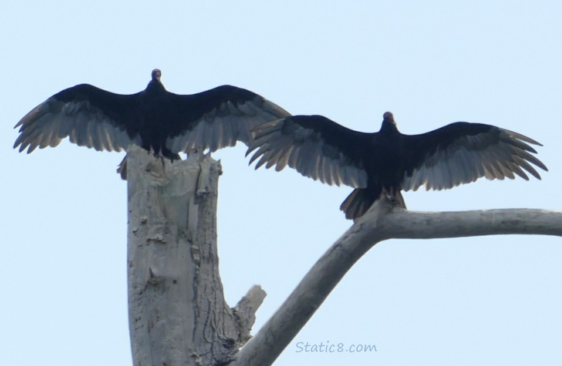 Two Vultures standing on a snag, in sun worship position