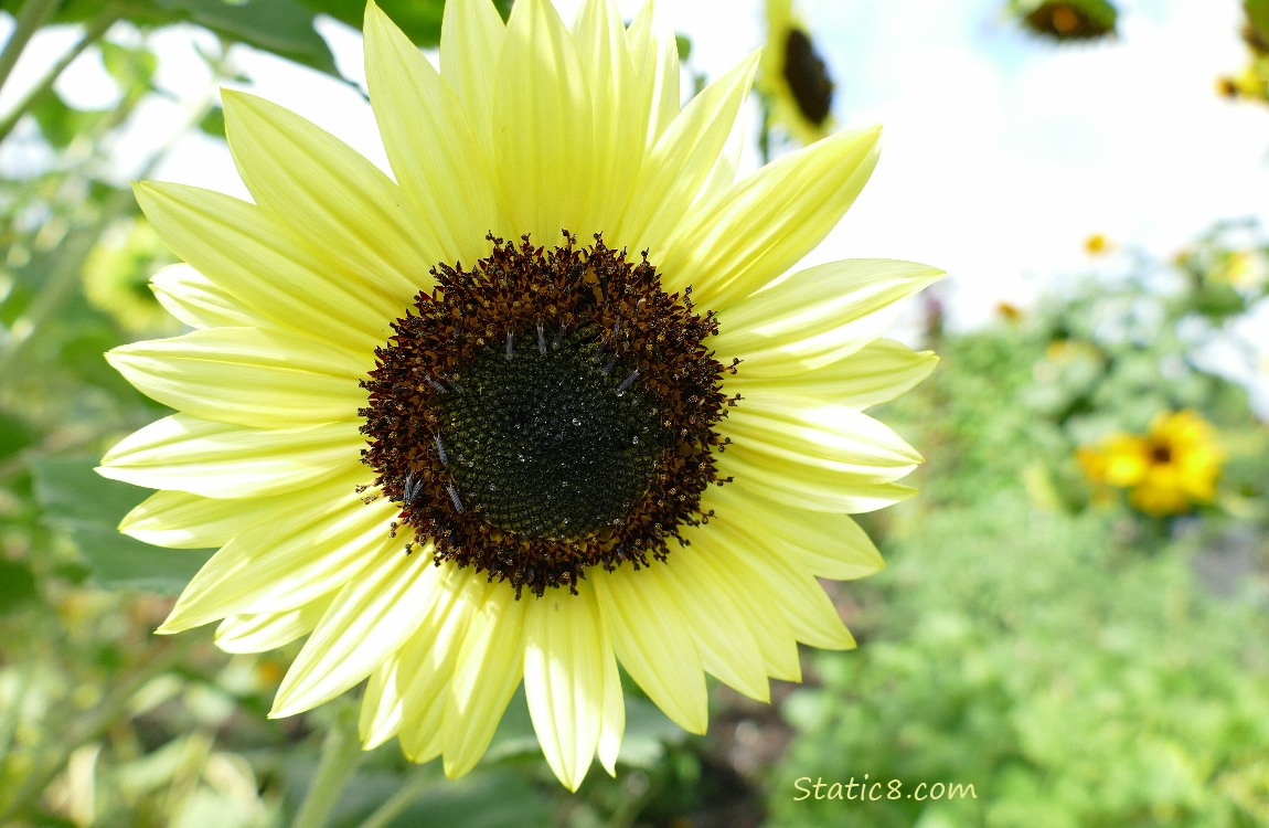 Sunflower bloom