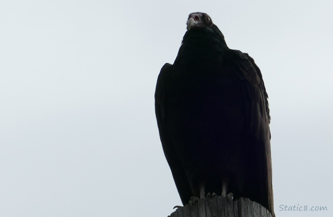 Vulture standing on a post