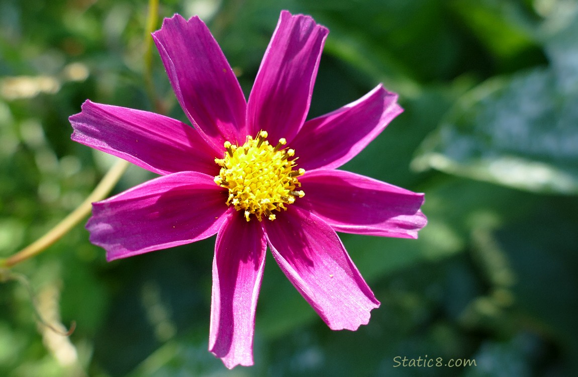 Cosmos bloom