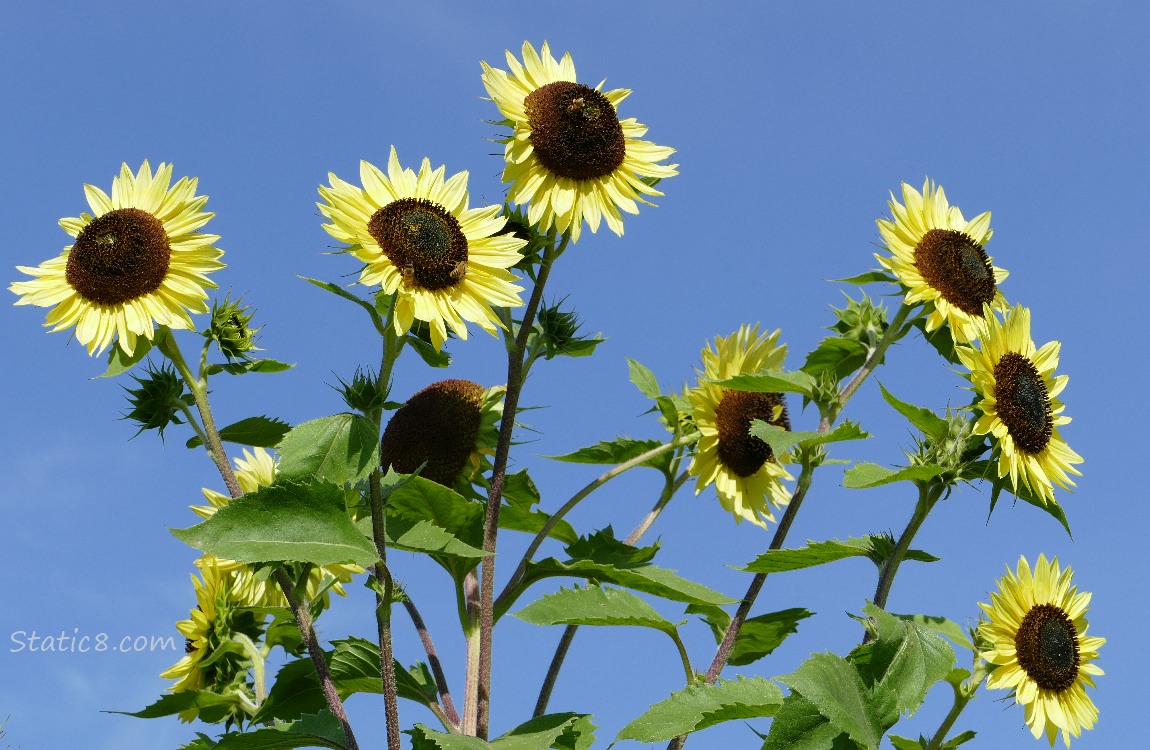 Sunflowers and blue sky