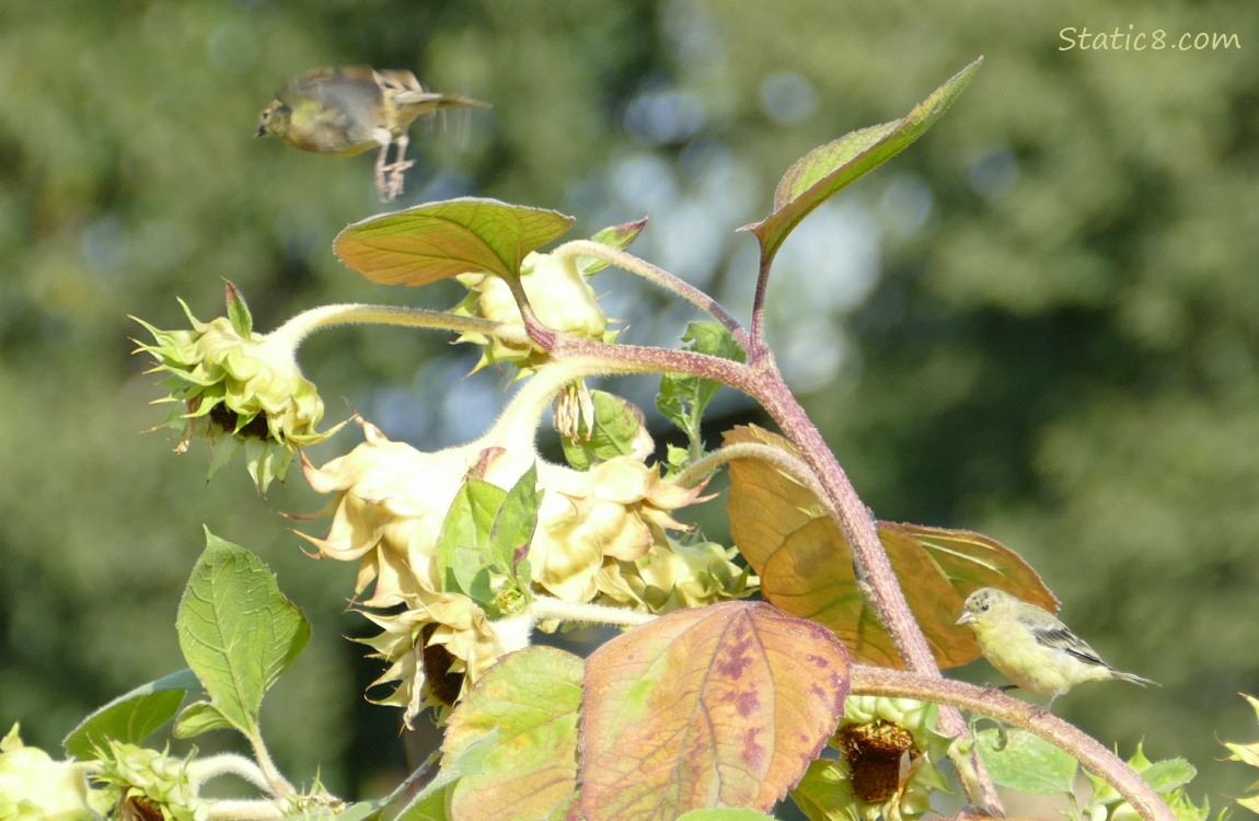 A flying Lesser Goldfinch and one standing on a sunflower