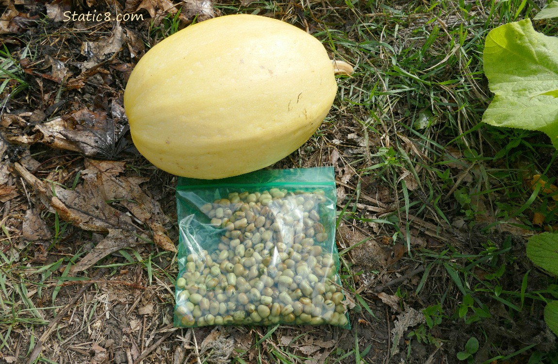 Spaghetti Squash with a ziplock bag of gathered Fava beans