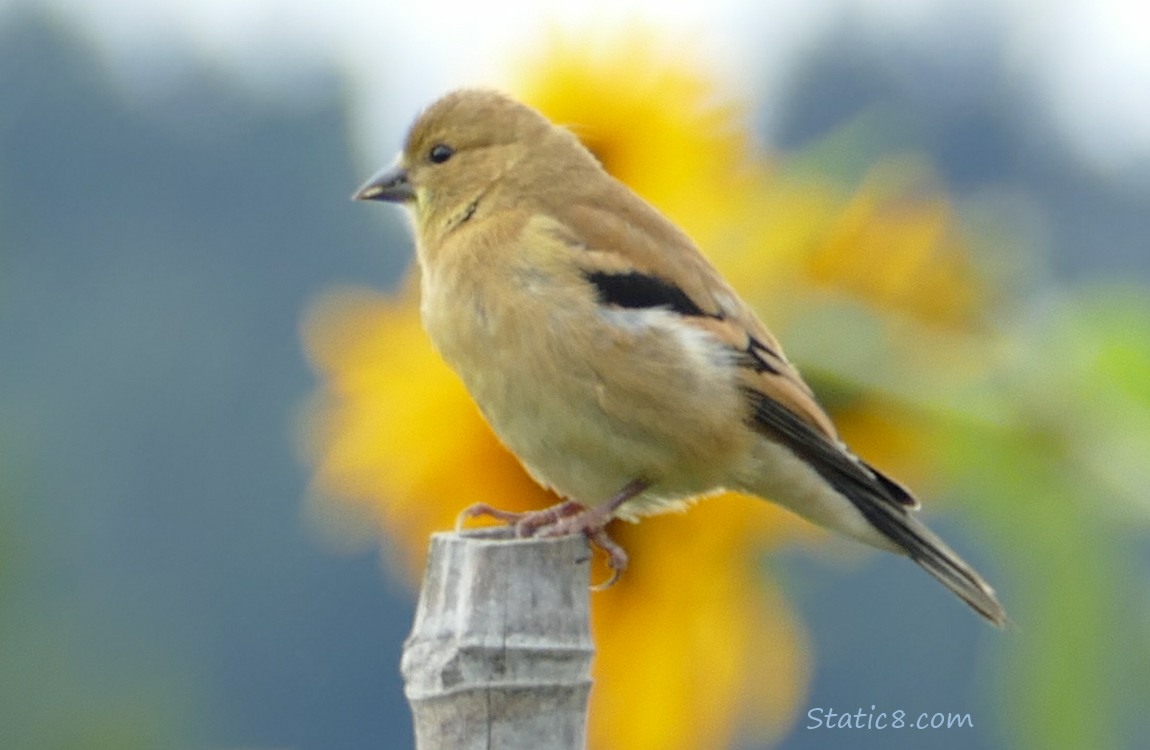 Lesser Goldfinch standing on a post