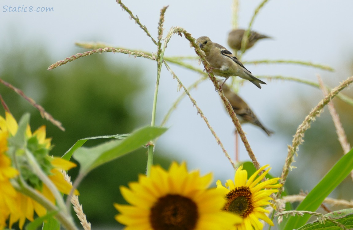 Lesser Goldfinches behind corn spikelets