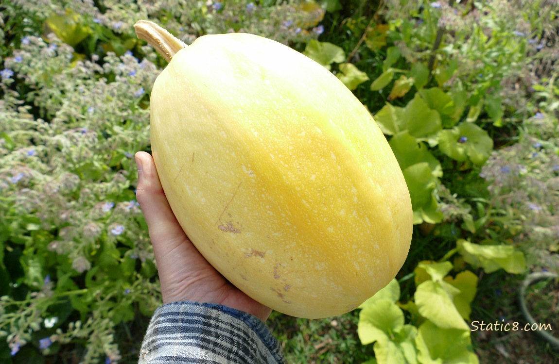 hand holding a large Spaghetti Squash