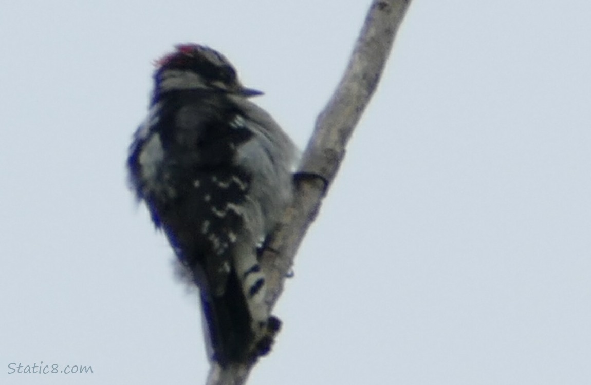 Downy Woodpecker standing on a stick