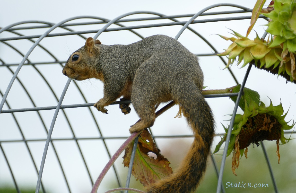 Squirrel standing on a wire trellis