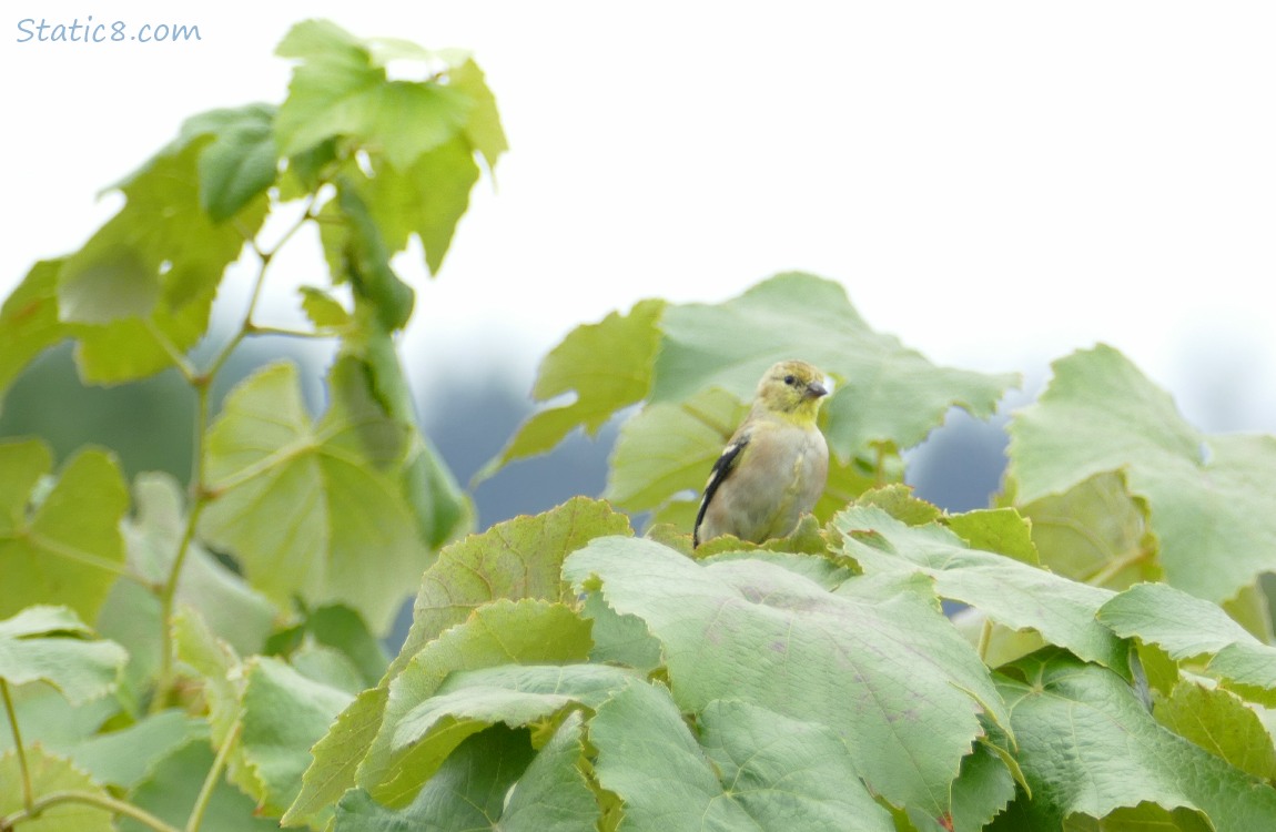 Lesser Goldfinch standing in a grape vine