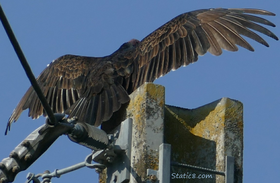 Turkey Vulture with wings spread, standing at the top of a concrete electric pole