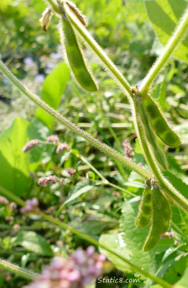 Soybean pods hanging from the plant and Smartweed blooms in the background