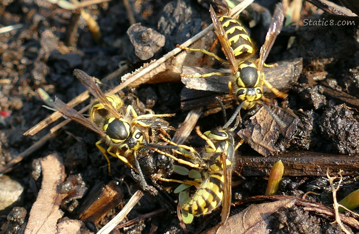 Yellow Jackets attacking